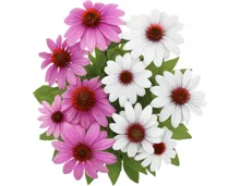 Sonnenhut Echinacea