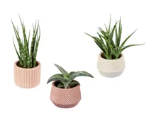 Sukkulenten in Mini Keramik Nature