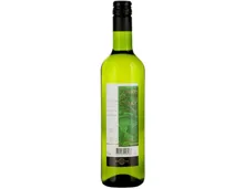 Ticino DOC Merlot Bianco Terre di Gudo (2023) – Weisswein, Schweiz