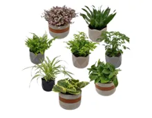 Trendy Grünpflanzen