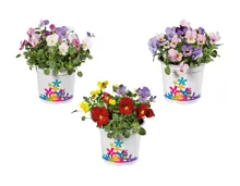 Viola cornuta Party