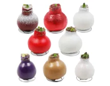 Wachs-Amaryllis "Frohes neues Jahr"