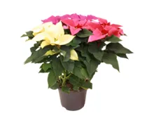 Weihnachtsstern Trio