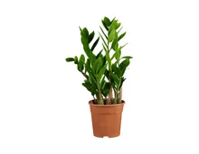 Zamioculcas