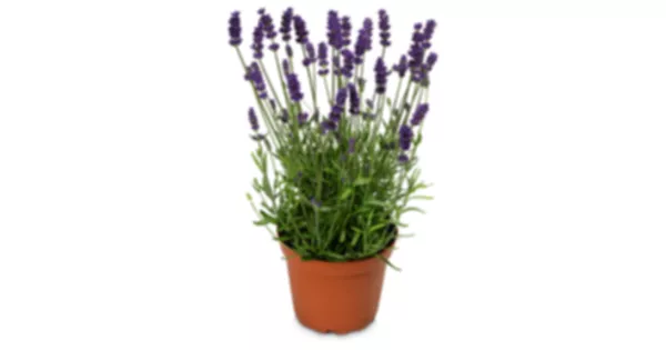 Lavendel Lavandula Angustifolia Felice Wohlriechende Bl Ten Topf