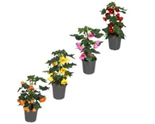 Abutilon T15