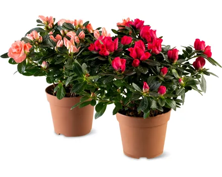 Alle Azaleen und Cyclamen