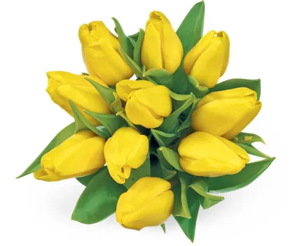 Alle Schweizer Tulpen