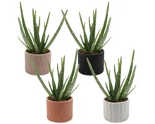 Aloe Vera in Keramik