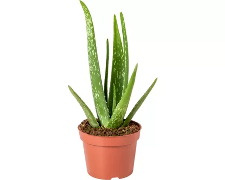 Aloe-Vera-Pflanze