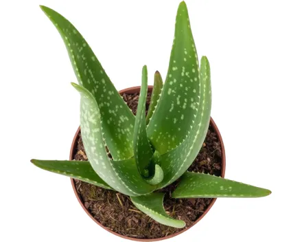 Aloe-Vera-Pflanze