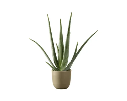 Aloe Vera XL