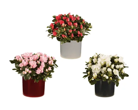 Alpenveilchen und Azaleen in Keramik