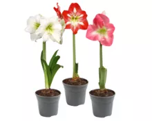 Amaryllis