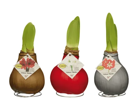 Amaryllis gewachst