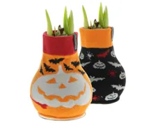 Amaryllis Halloween