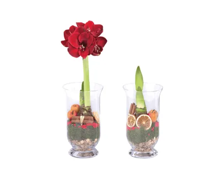 Amaryllis im Glas