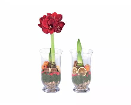 Amaryllis im Glas