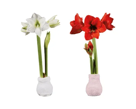 Amaryllis im Stoffsocken «Fashion Cozy»