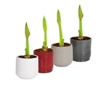 Amaryllis im Übertopf