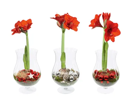 Amaryllis im Weihnachtsglas