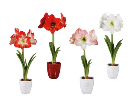 Amaryllis in Keramik