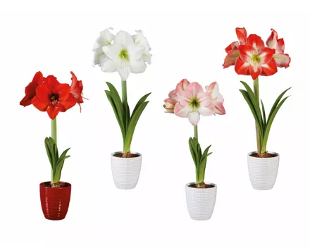 Amaryllis in Keramik