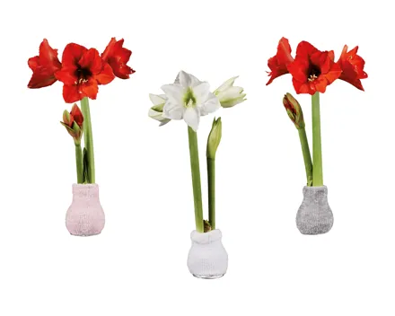 Amaryllis in Stoffsocken "Fashion Cozy"