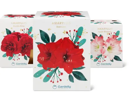 Amaryllis, Iris und Muscari, in Geschenkverpackungen