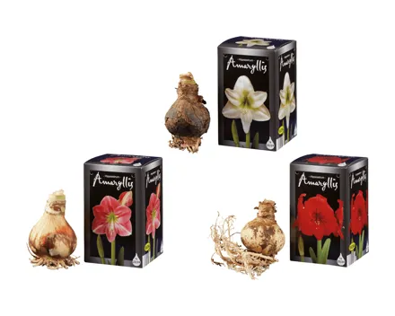 Amaryllis-Zwiebel im Showkarton