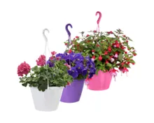 Ampelpflanzen Sommerflor