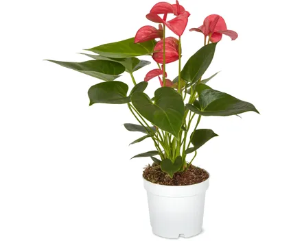 Anthurium