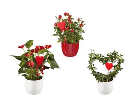 Anthurium, Stammrose, Hedera in Übertopf