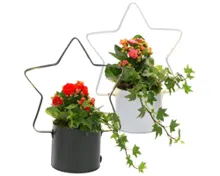 Arrangement Zinkstern