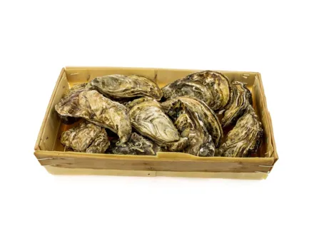 ASC Austern Marennes Fine Nr.3/12 Stück