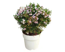 Australische Wachsblume T14