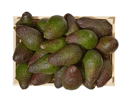 Avocado