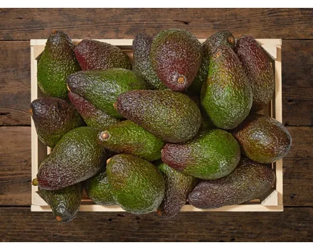 Avocado XL