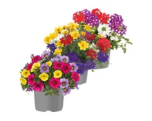 Balkonblumen-Trio