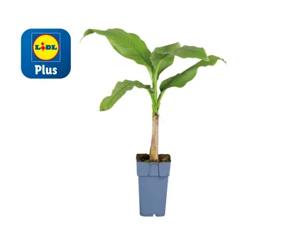 Bananenpflanze