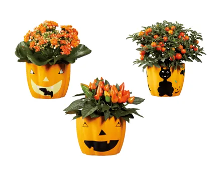 Bepflanzte Halloweenkeramik