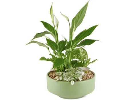 Bepflanzte Schale Frühling, gross