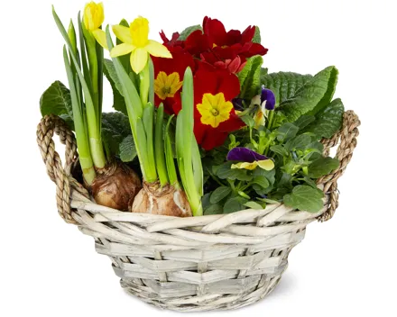 Bepflanzter Frühlingskorb