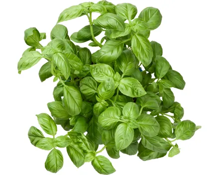Bio Basilikum