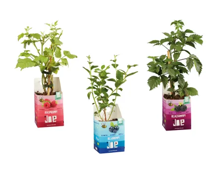 Bio Beerensträucher «Joe»