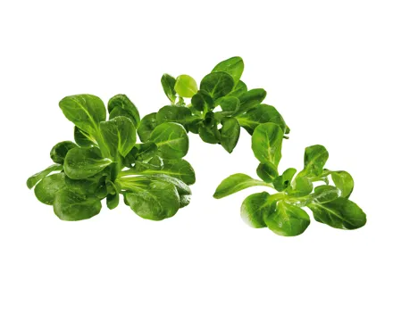 Bio Nüsslisalat