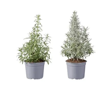 Bio Rosmarin & Lavendel Pyramide