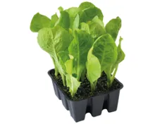 BIO Salatpflanzen