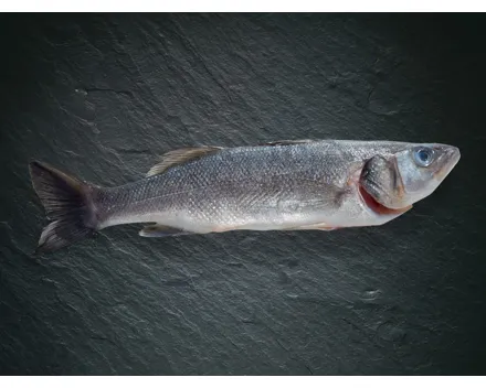 Bio Wolfsbarsch