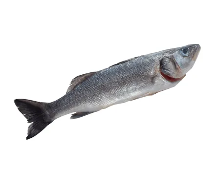 Bio Wolfsbarsch
